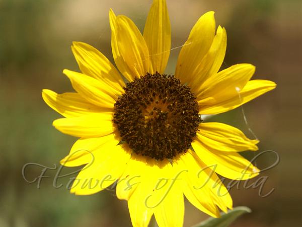 Silverleaf Sunflower